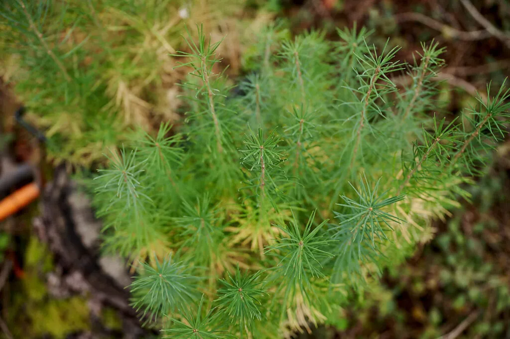 Herbstliche Reportage im verregneten Gemeindewald Neukirch